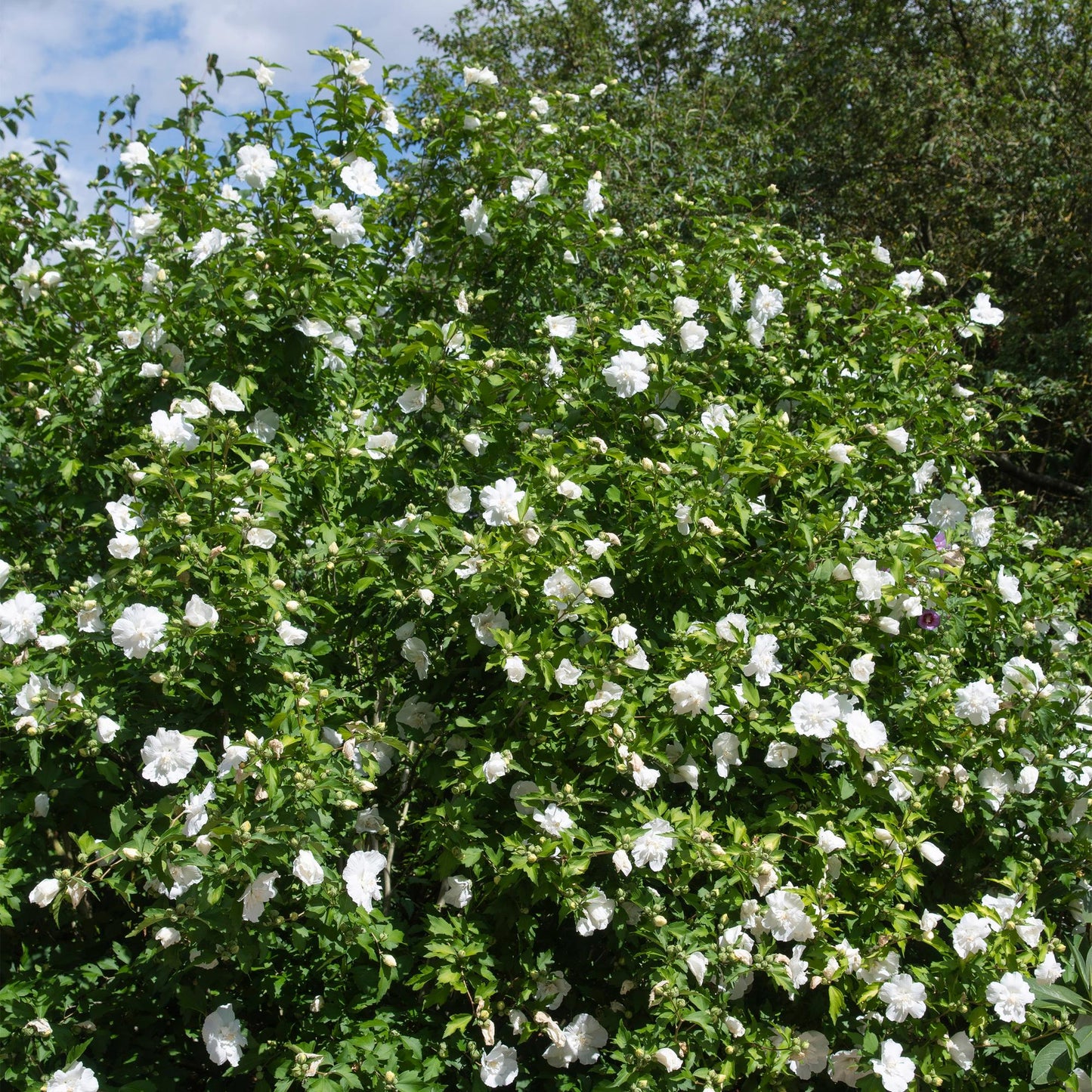 Hibiscus syriacus 'White Chiffon®' op stam - Altheastruik - hoogte 90cm