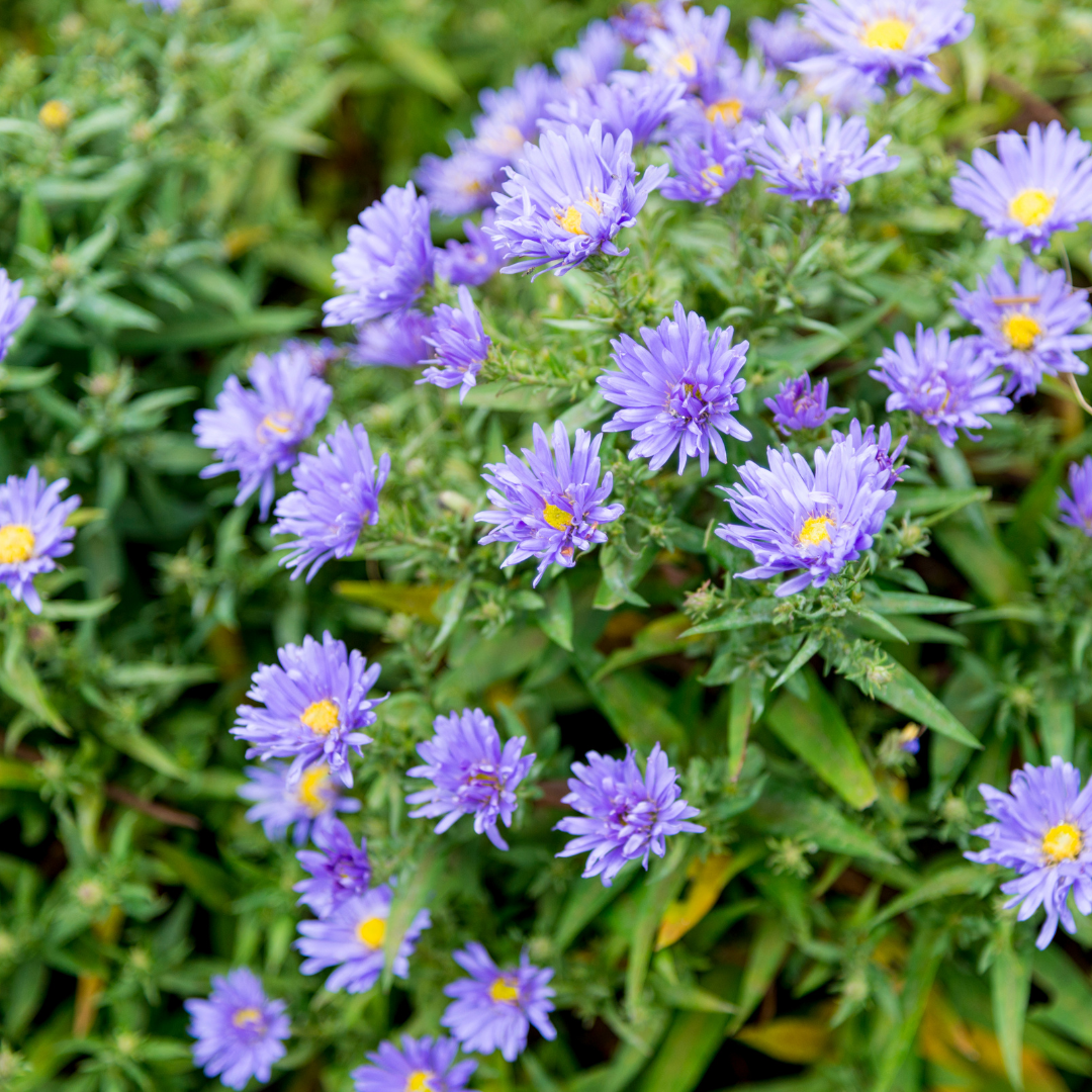Aster frikartii 'Monch' - Herfstaster