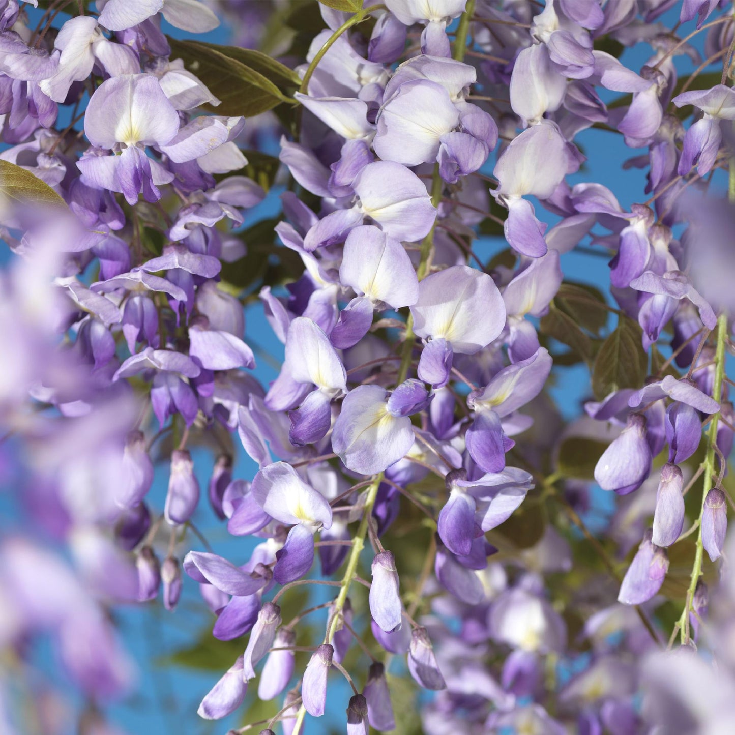Wisteria floribunda 'Prolific' - Blauwe Regen