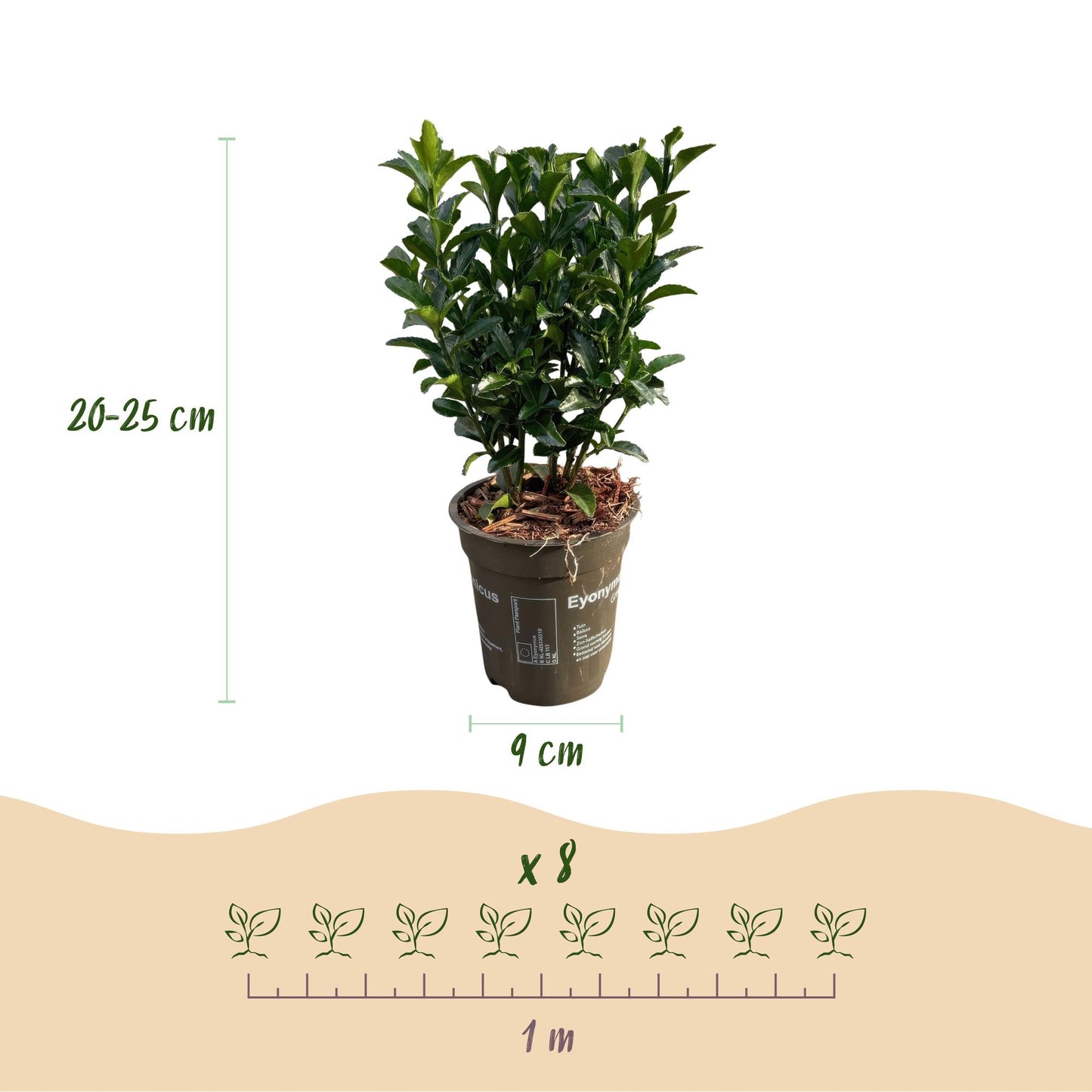 Euonymus japonica 'Green Spire' - Kardinaalshoed - hoogte 20-25cm