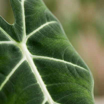Green boutiQ - Kamerplant - Olifantsoor - Alocasia Frydek - Groen - Weinig onderhoud - 1 Plant - met Potter Wit - Pot 19cm - Hoogte 60cm