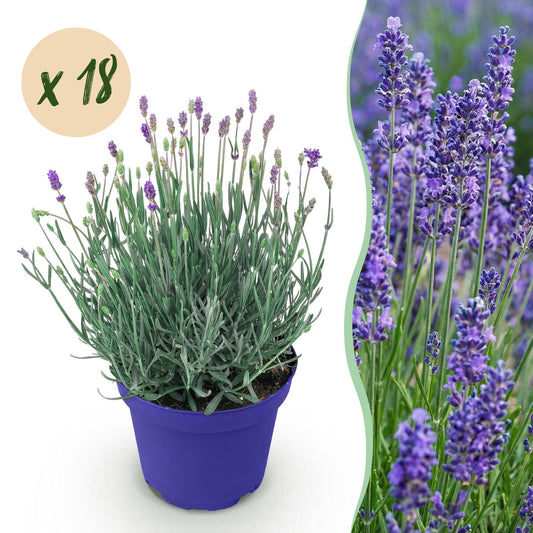 Green boutiQ - Tuinplant - Lavandula angustifolia Hidcote - Lavendel - Winterhard - Paars - 18 Planten - Pot 12cm - Hoogte 15-25cm