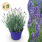 Green boutiQ - Tuinplant - Lavandula angustifolia Hidcote - Lavendel - Winterhard - Paars - 18 Planten - Pot 12cm - Hoogte 15-25cm