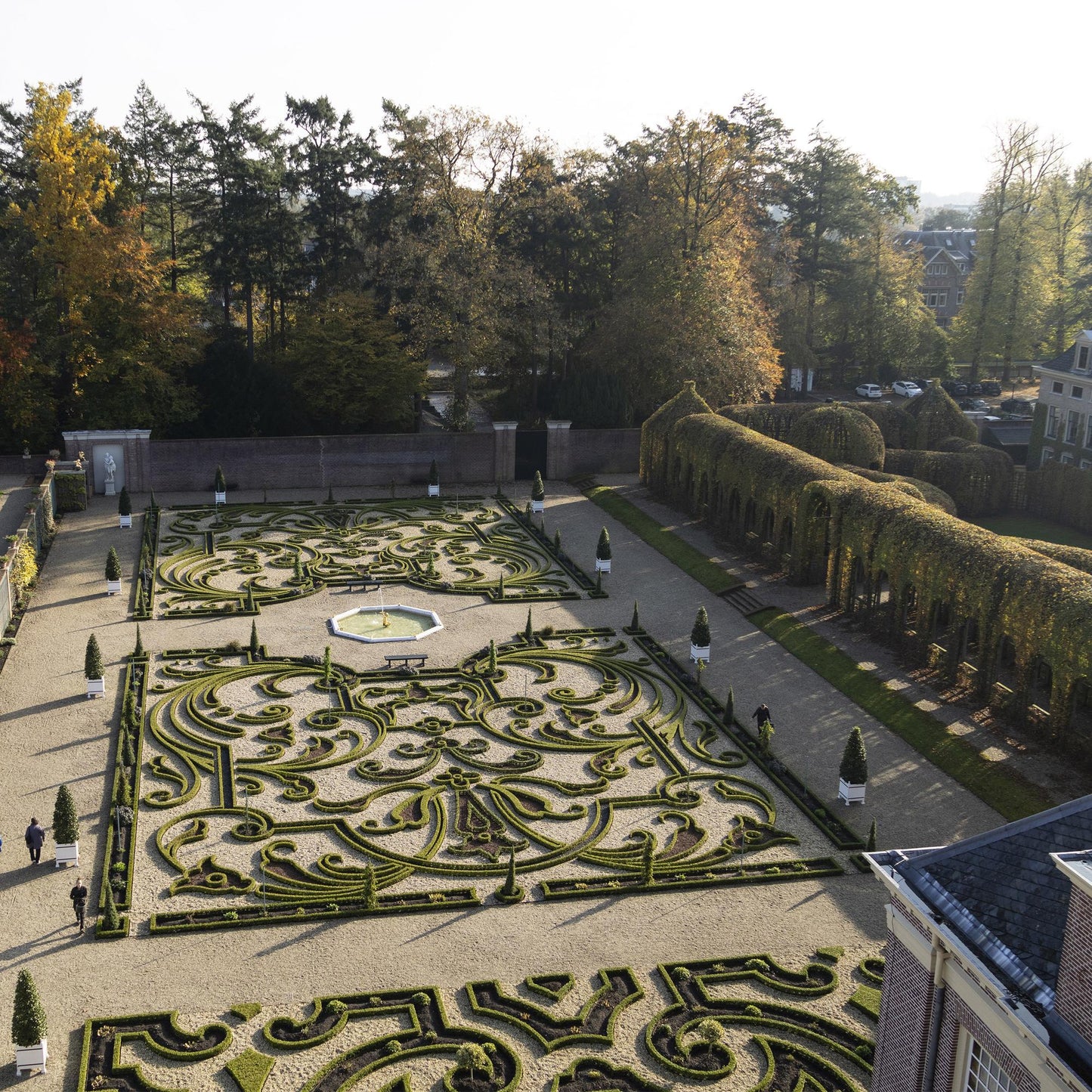 Buxus 'Babylon Beauty' - Resistant tegen de Buxus Schimmel - 7 planten - 1 strekkende meter - pot 10,5cm hoogte 25-30