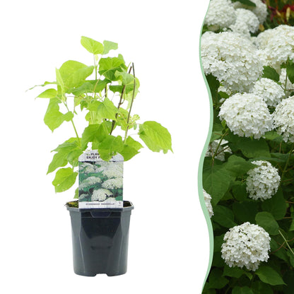 Hydrangea arborescens 'Annabelle' - Pluimhortensia - hoogte 50cm