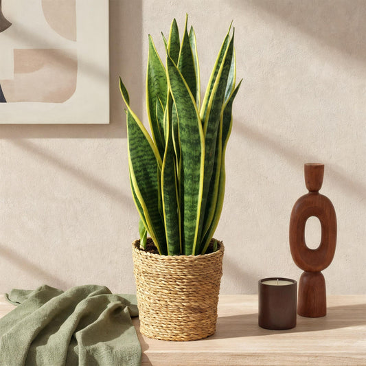 Sansevieria Laurentii - Vrouwentong - incl. mand - pot 17cm - hoogte 60-70cm