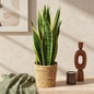 Sansevieria Laurentii - Vrouwentong - incl. mand - pot 17cm - hoogte 60-70cm