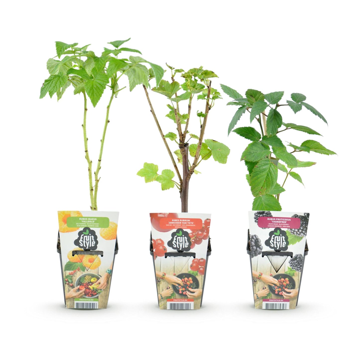 Fruitplantenmix - Rode Bes, Gele Framboos, Zwarte Braam - 3 planten - Pot  9cm