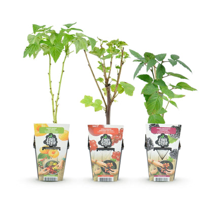 Fruitplantenmix - Rode Bes, Gele Framboos, Zwarte Braam - 3 planten - Pot  9cm