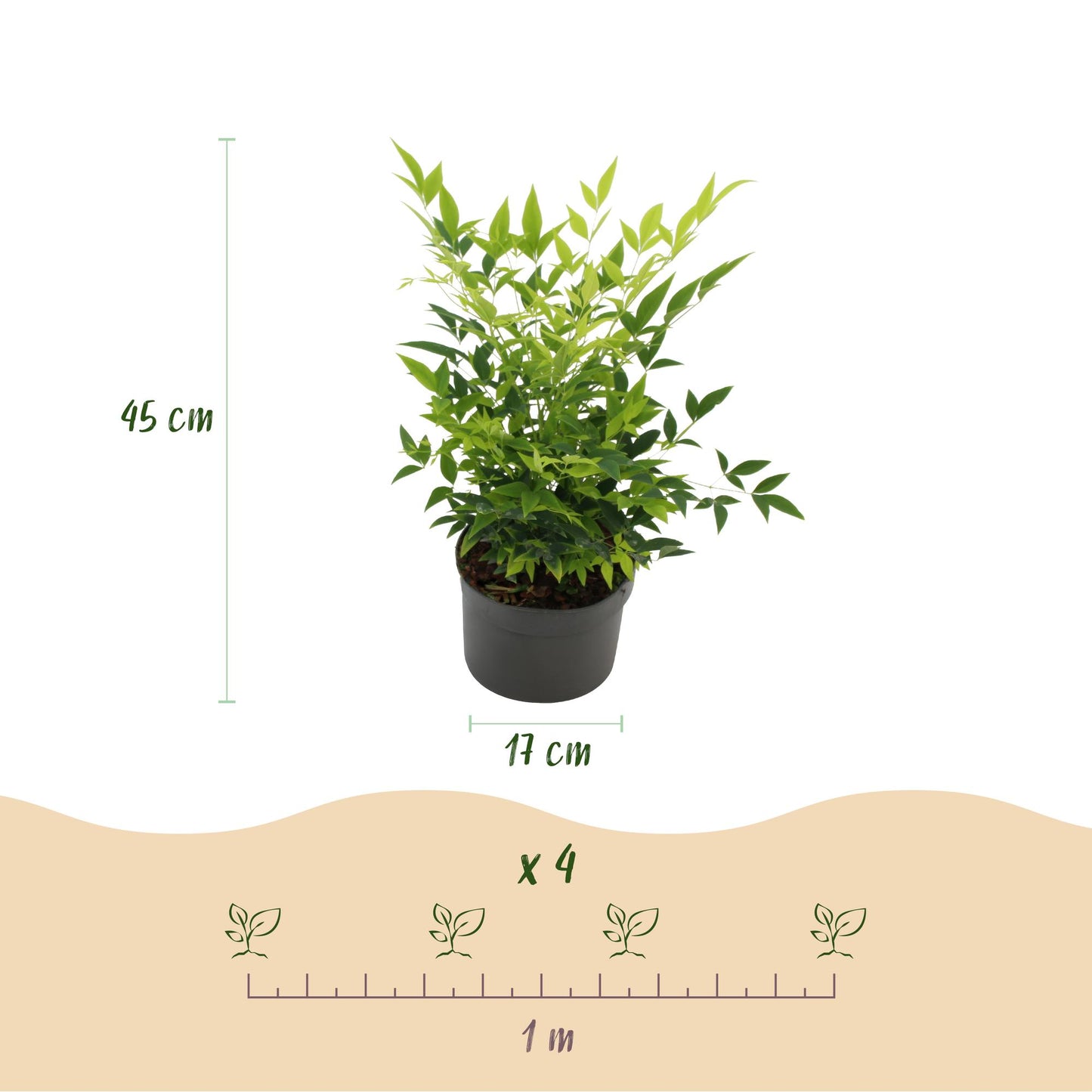 Nandina 'Lemon & Lime' - Schijnbamboe - hoogte 45cm