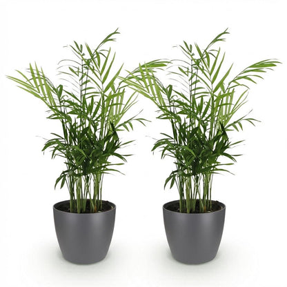 Green boutiQ - Kamerplant - Chamaedorea elegans - Goudpalm - Huisdiervriendelijke Plant - Groen - 2 Planten - met Potter Grijs - Pot 12cm - Hoogte 15cm