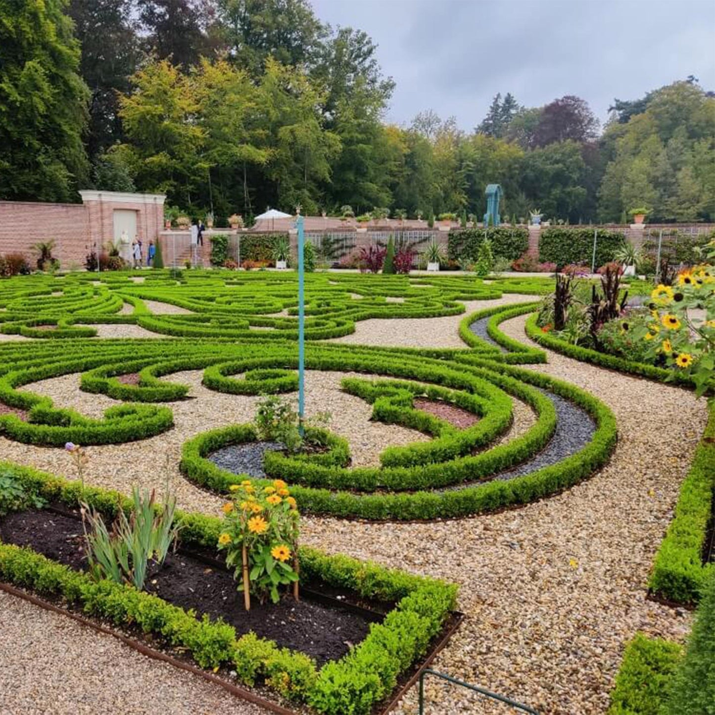 Buxus 'Babylon Beauty' - Resistant tegen de Buxus schimmel - 8 planten - 1 strekkende meter - pot 9cm hoogte 20-25