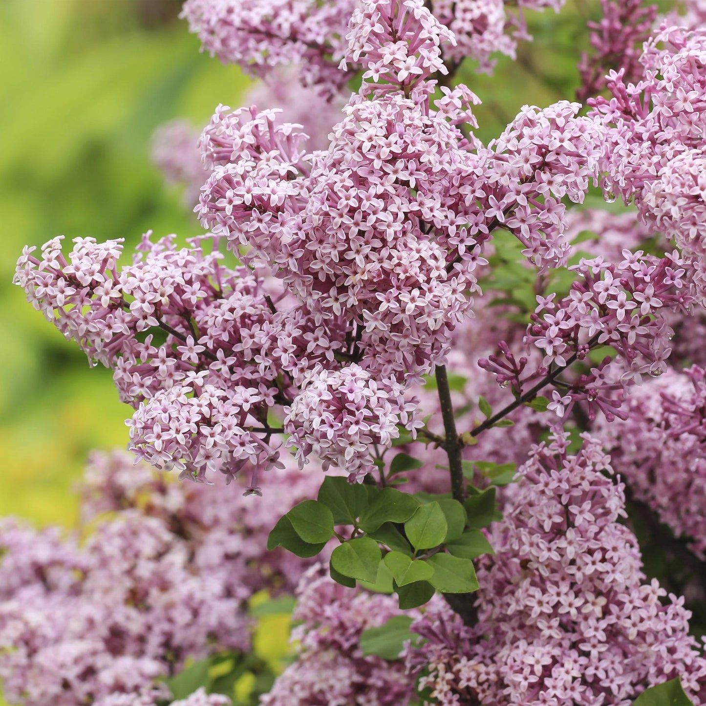 Syringa meyeri 'Palibin' op stam - Gewone sering - hoogte 90cm