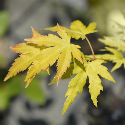 Acer palmatum 'Orange Dream' - Japanse Esdoorn - hoogte 70cm