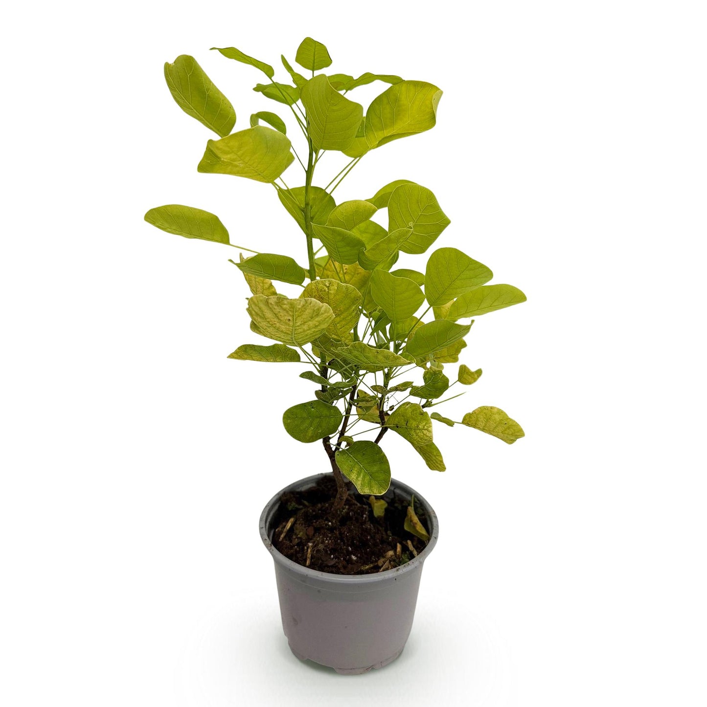 Cotinus coggyria 'Golden Spirit' - Pruikenboom - hoogte 35cm