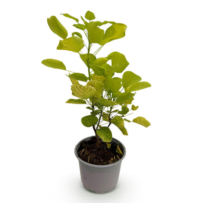 Cotinus coggyria 'Golden Spirit' - Pruikenboom - hoogte 35cm