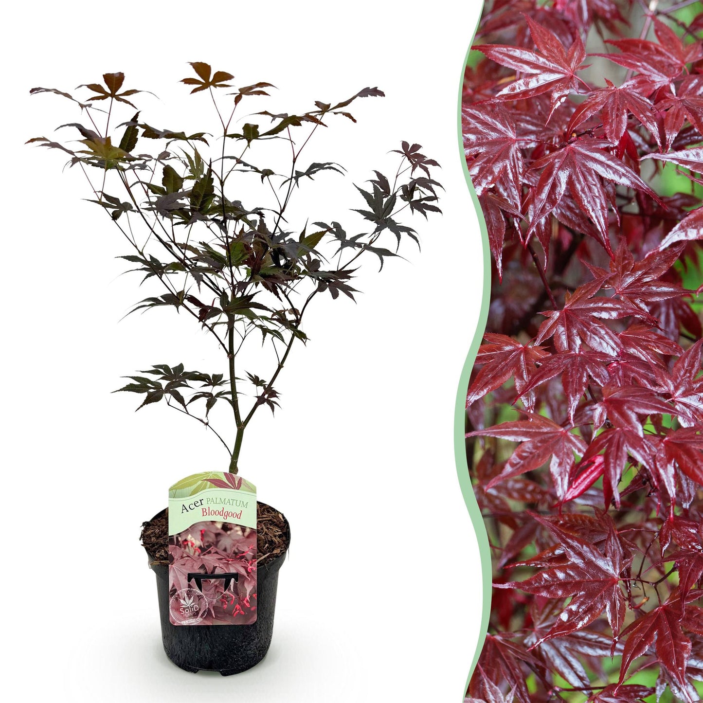 Acer palmatum 'Bloodgood' - Japanse Esdoorn - hoogte 70cm