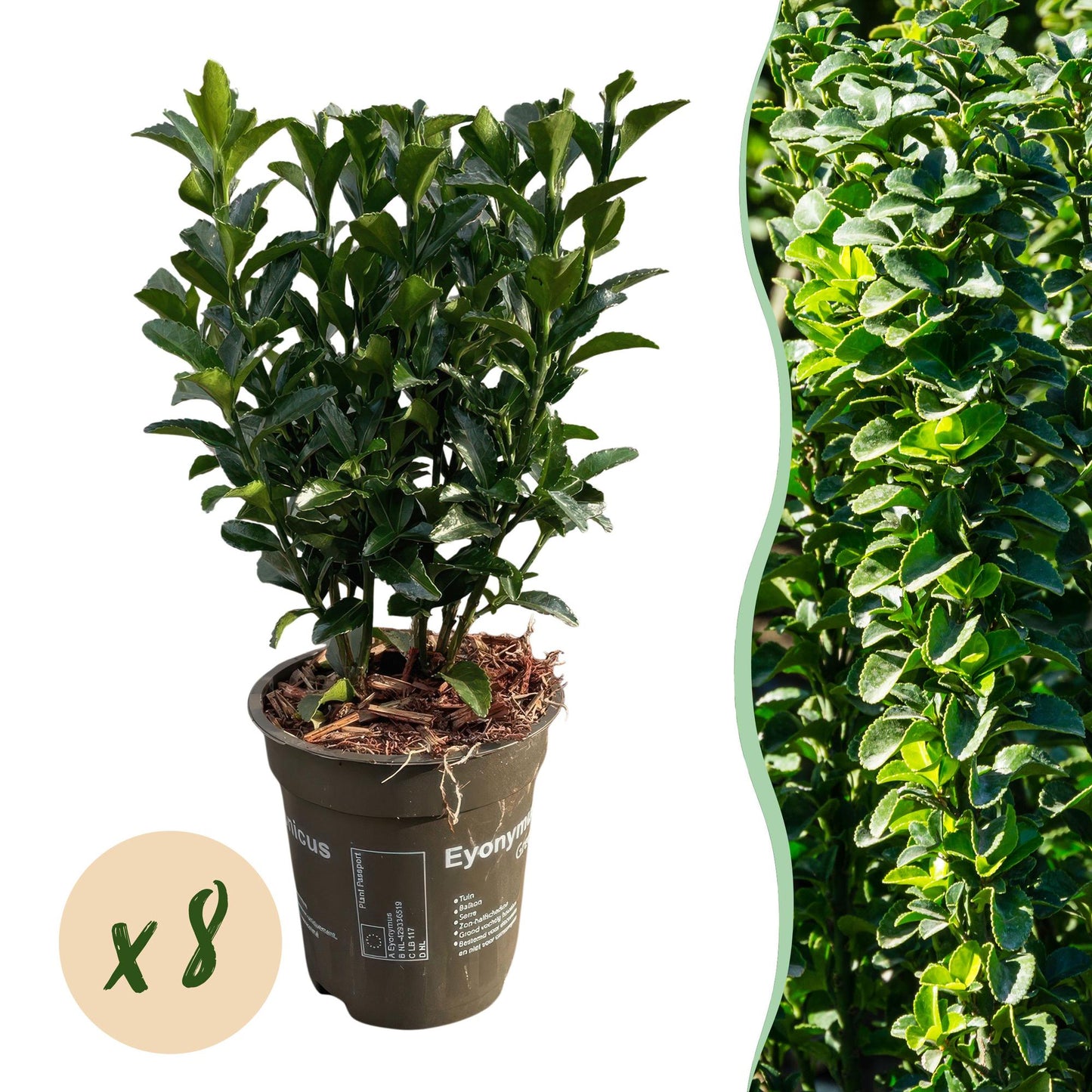 Euonymus japonica 'Green Spire' - Kardinaalshoed - hoogte 20-25cm