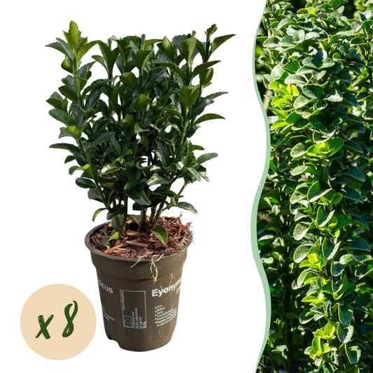 Euonymus japonica 'Green Spire' - Kardinaalshoed - hoogte 20-25cm
