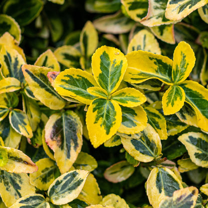 Euonymus fortunei 'Emerald 'n Gold' op stam - Kardinaalshoed - hoogte 90cm