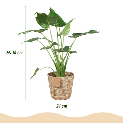 Green BoutiQ - Green is... Kamerplanten - Alocasia Cucullata - Boeddha,s hand - Weinig onderhoud - met mand - Groen - 1 Plant - Pot 21cm - Hoogte 65-70cm