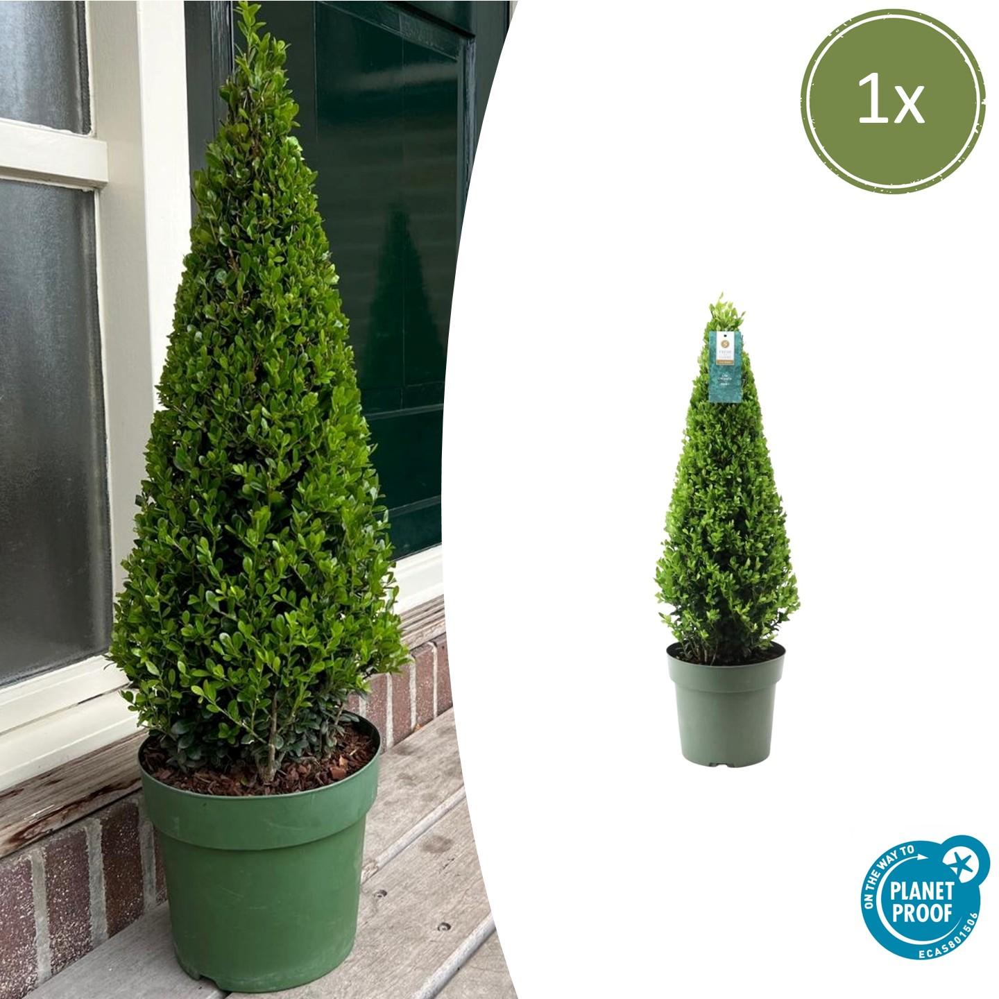 Ilex crenata 'Piramide' - wintergroene Japanse Hulst