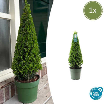 Ilex crenata 'Piramide' - wintergroene Japanse Hulst
