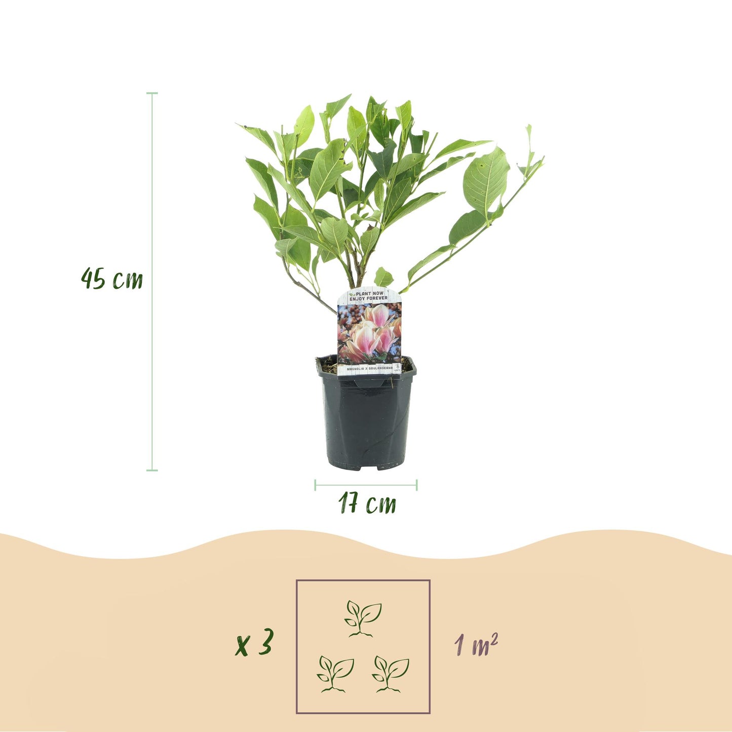 Magnolia soulangiana - Magnolia - hoogte 45cm