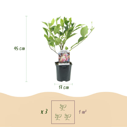 Magnolia soulangiana - Magnolia - hoogte 45cm