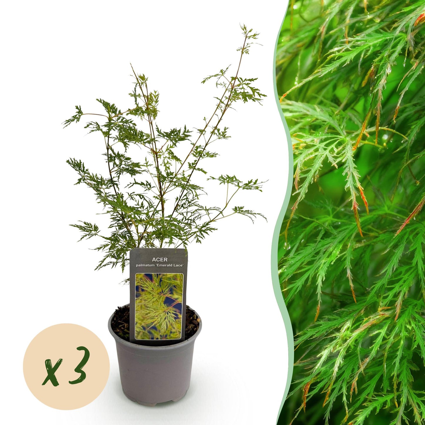 Green boutiQ - Tuinplant - Acer palmatum Emerald Lace - Groen - 3 Planten - Bladverliezend - Weinig Onderhoud - Pot 12cm Hoogte 35cm
