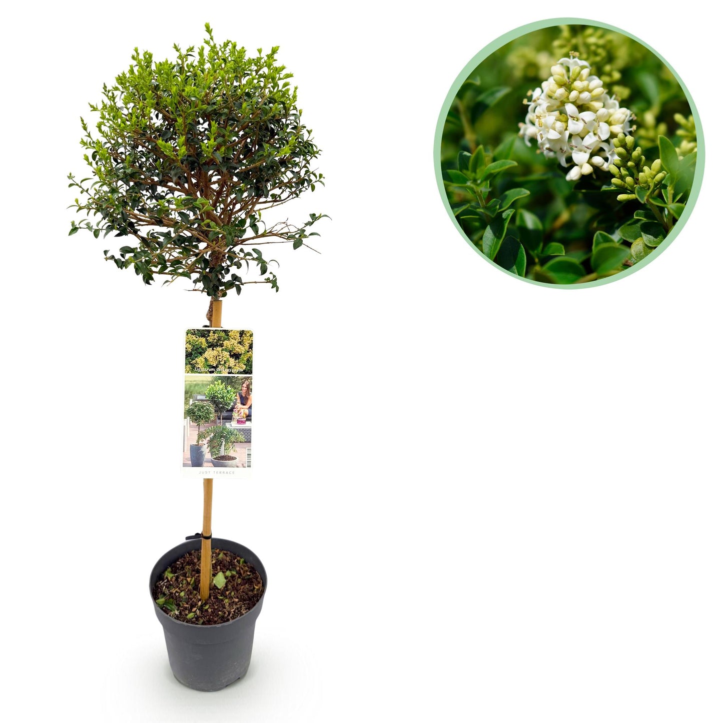 Ligustrum delavayanum op stam - Liguster - hoogte 90cm