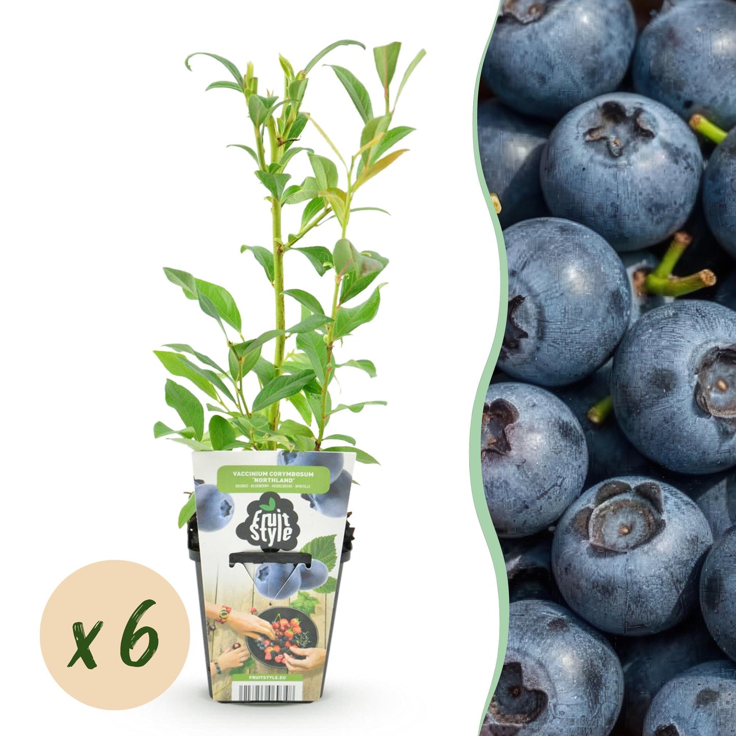 Vaccinium corymbossum 'Northland' - Blauwe bes - 6 planten - Pot 9cm