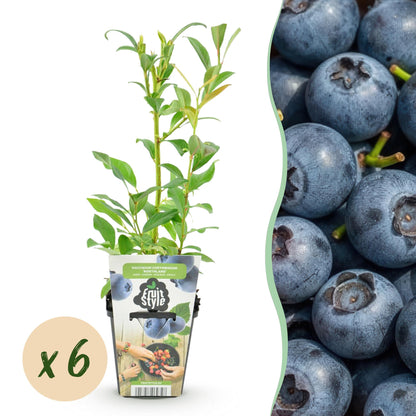 Vaccinium corymbossum 'Northland' - Blauwe bes - 6 planten - Pot 9cm