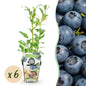 Vaccinium corymbossum 'Northland' - Blauwe bes - 6 planten - Pot 9cm