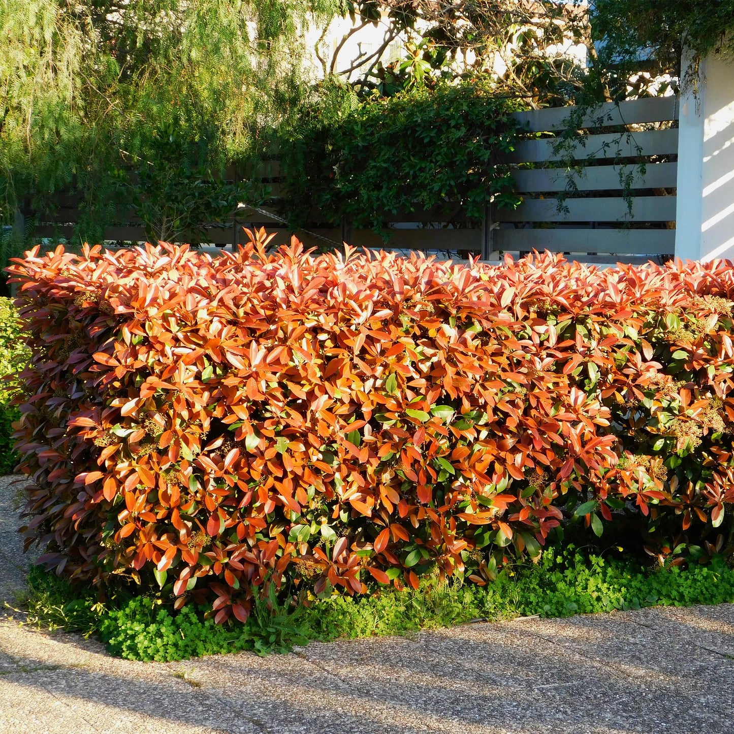 Photinia fraseri 'Red Robin' - Glansmispel - hoogte 30-35cm