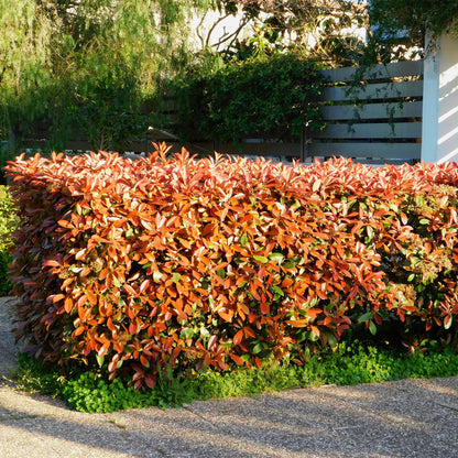 Photinia fraseri 'Red Robin' - Glansmispel - hoogte 30-35cm