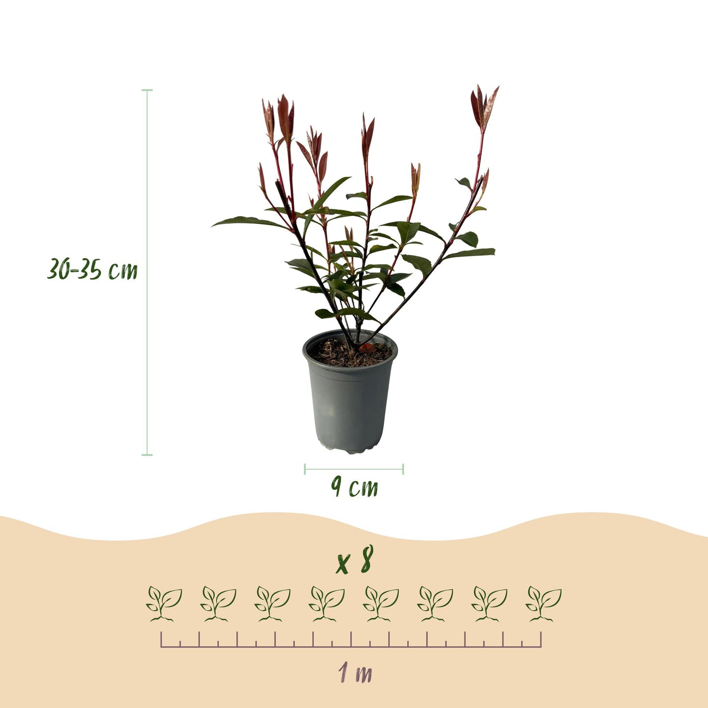 Photinia fraseri 'Carre Rouge' - Glansmispel - hoogte 30-35cm