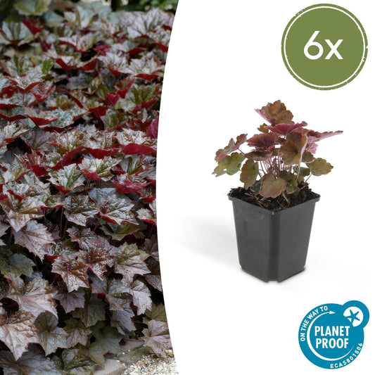 Heuchera micrantha 'Palace Purple' - Purperklokje