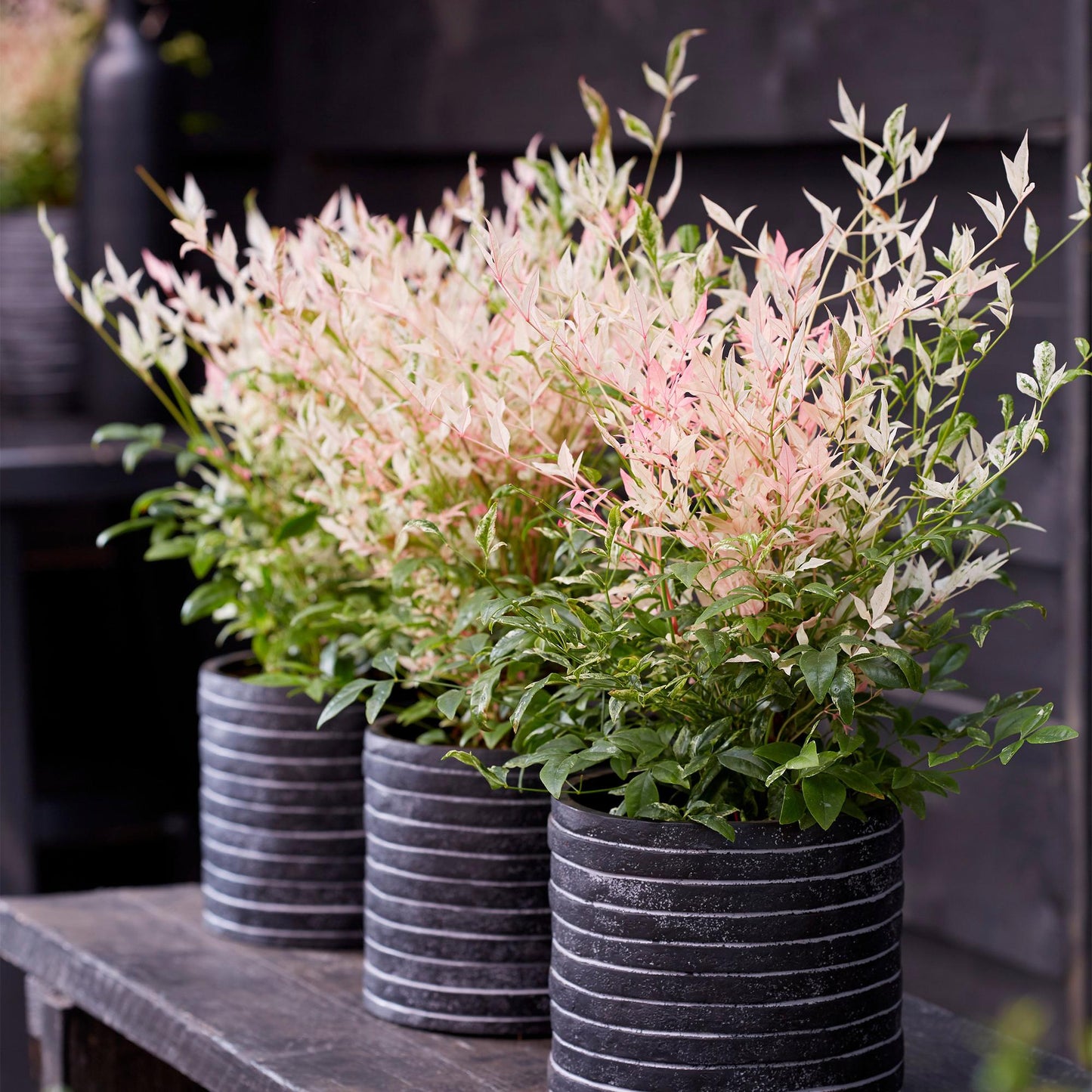 Nandina 'Twilight' - Schijnbamboe - hoogte 45cm