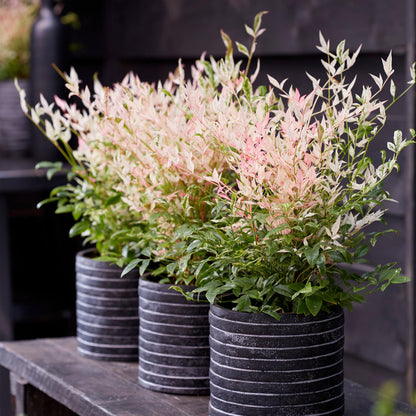 Nandina 'Twilight' - Schijnbamboe - hoogte 45cm