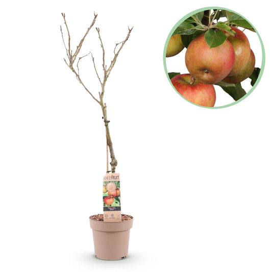 Malus domestica 'Elstar' - Appelboom - hoogte 90cm