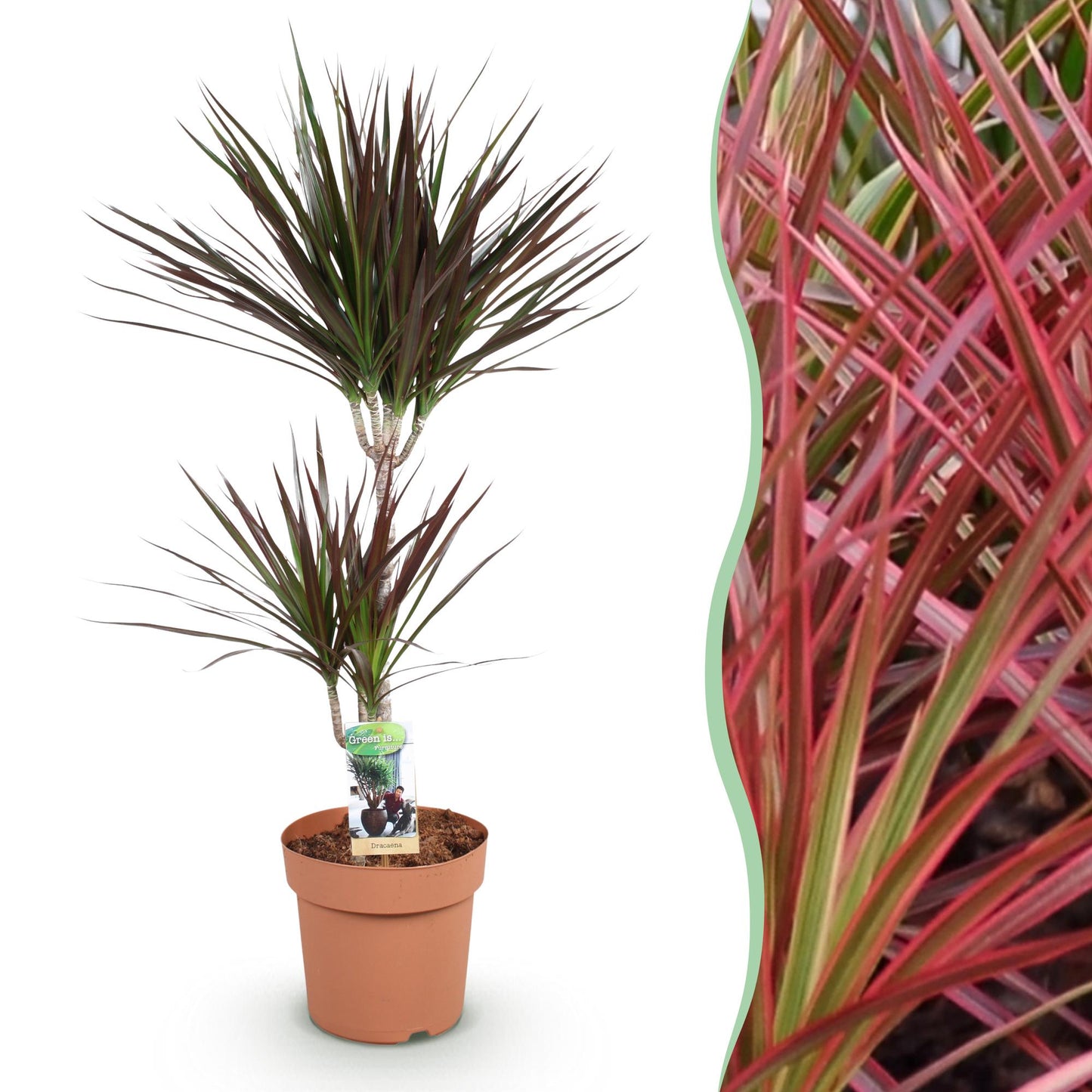 Dracaena Magenta - Drakenbloedboom - 1 plant - pot 21cm - hoogte 90-100cm