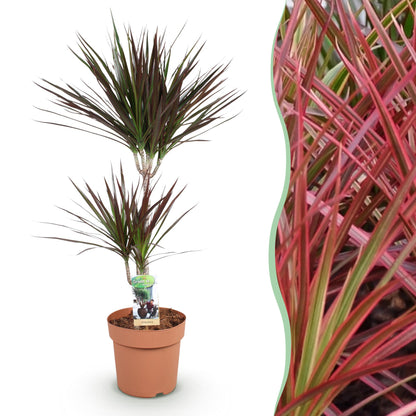 Dracaena Magenta - Drakenbloedboom - 1 plant - pot 21cm - hoogte 90-100cm