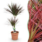 Dracaena Magenta - Drakenbloedboom - 1 plant - pot 21cm - hoogte 90-100cm