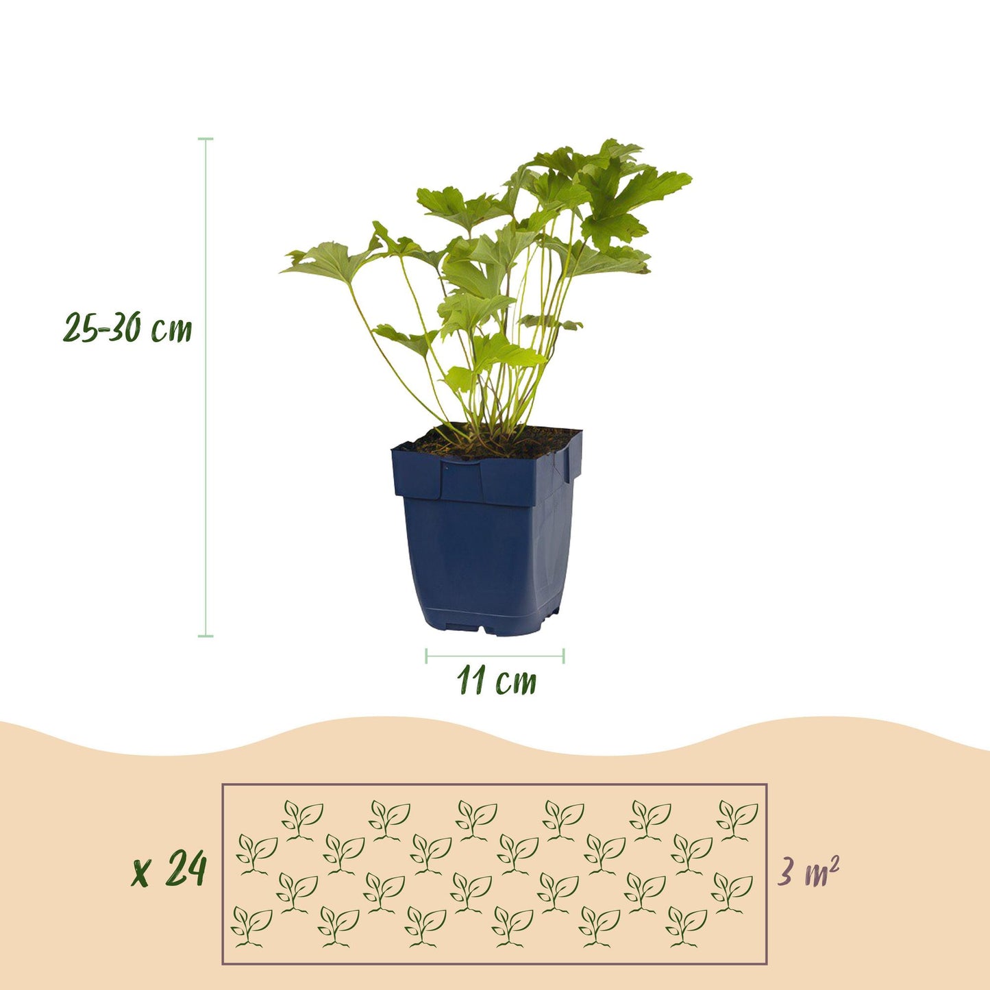 Borderpakket - Kleur Wit - 24 Vaste planten - 3 m2 - Weinig Onderhoud - Pot 11cm