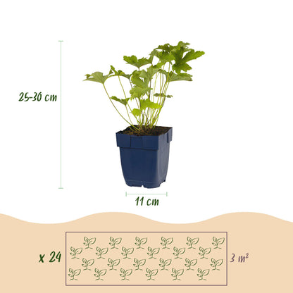 Borderpakket - Kleur Wit - 24 Vaste planten - 3 m2 - Weinig Onderhoud - Pot 11cm