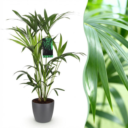 Green boutiQ - Kamerplant - Howea Forsteriana - Kentia Palm - Weinig Onderhoud - Groen - 1 Plant - met Potter Grijs - Pot 19cm - Hoogte 80-85cm