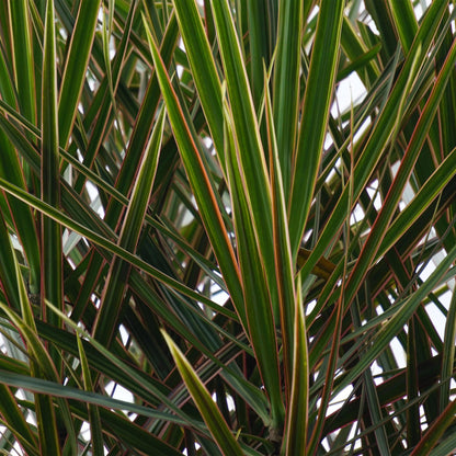 Green BoutiQ - Green is... Kamerplanten - Dracaena Marginata - Drakenbloedboom - Weinig onderhoud - met mand - Groen - 2 Planten - Pot 17cm - Hoogte 70-80cm