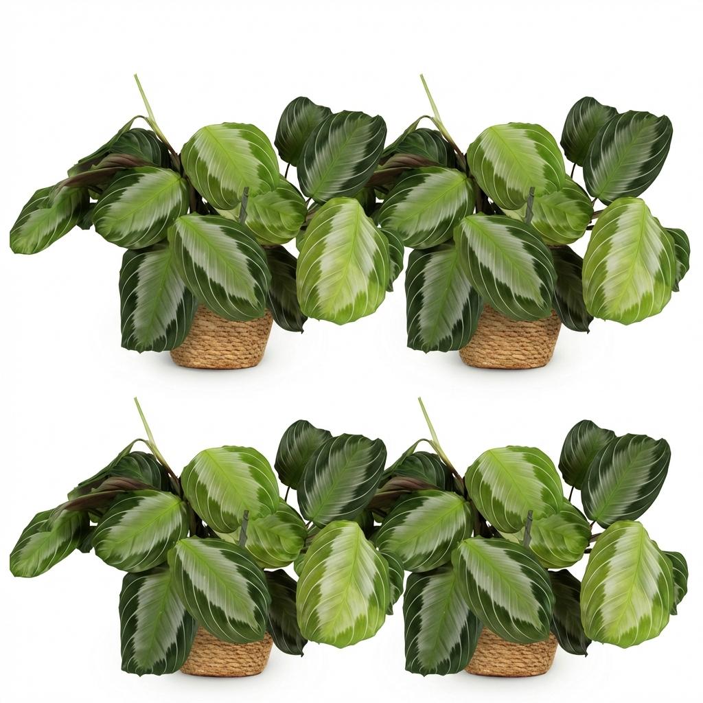 Green boutiQ - Kamerplant - Maranta Fascinator Silverband - Gebedsplant - Huisdiervriendelijke Plant - Groen - 4 Planten - met Mand - Pot 12cm - Hoogte 25cm