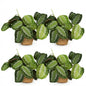Green boutiQ - Kamerplant - Maranta Fascinator Silverband - Gebedsplant - Huisdiervriendelijke Plant - Groen - 4 Planten - met Mand - Pot 12cm - Hoogte 25cm